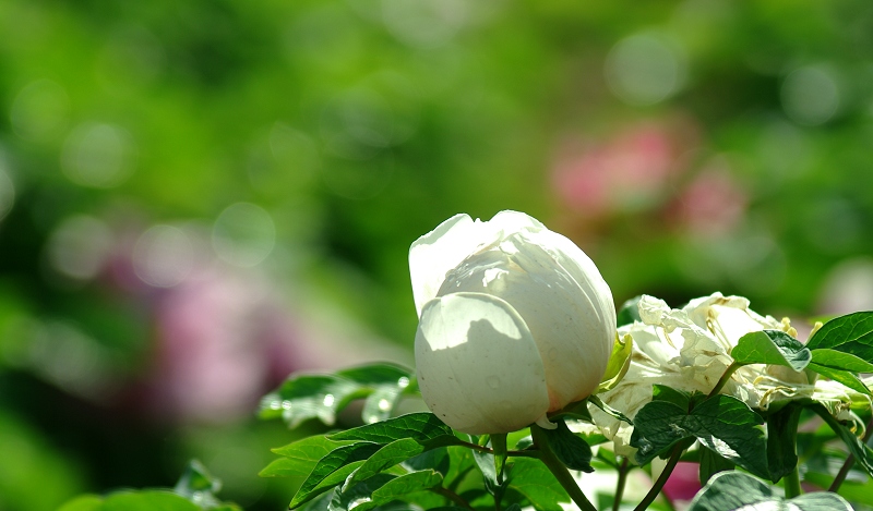 IMGP7558.jpg