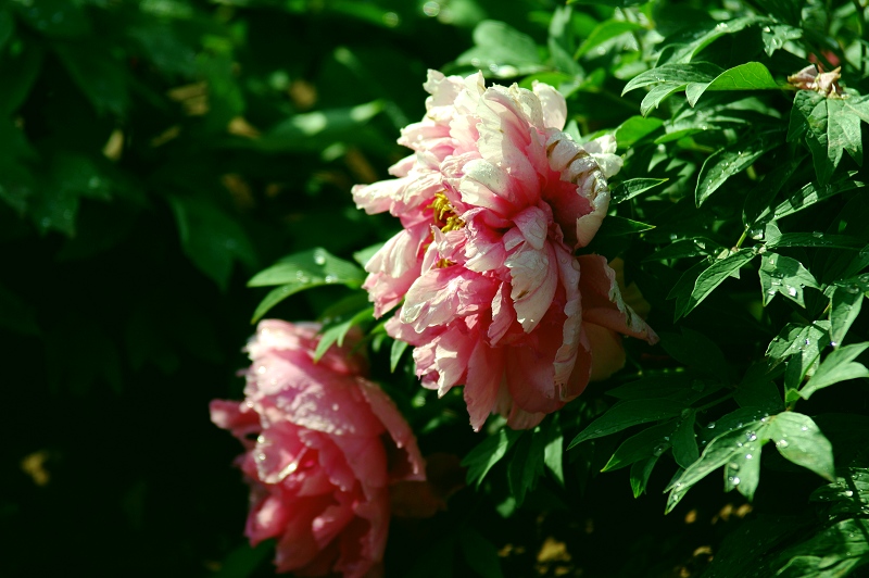 IMGP7551.jpg