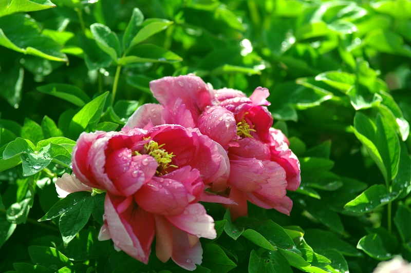 IMGP7561.jpg