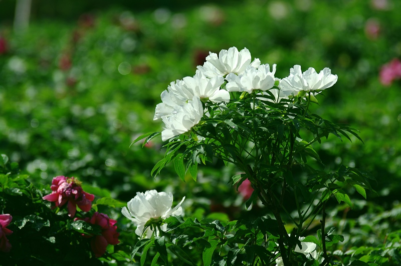 IMGP7554.jpg
