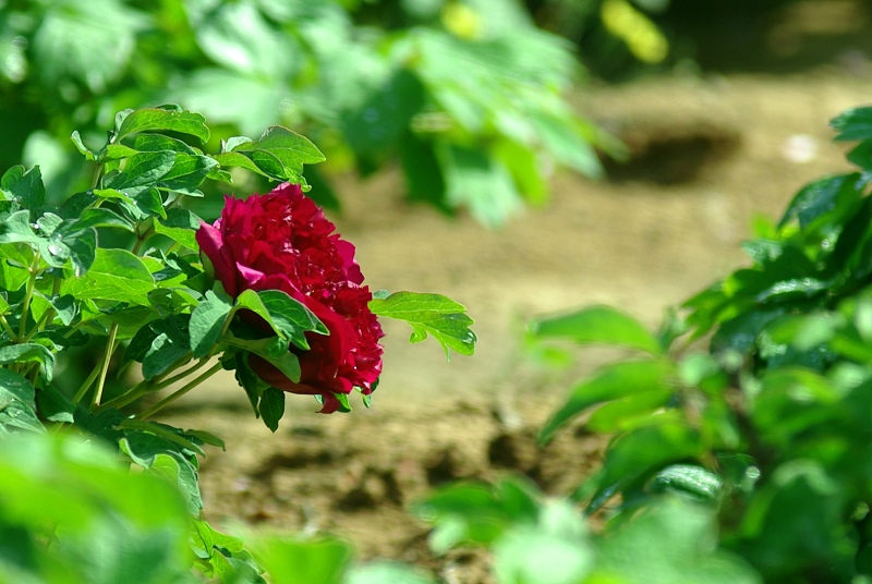 IMGP7585.jpg