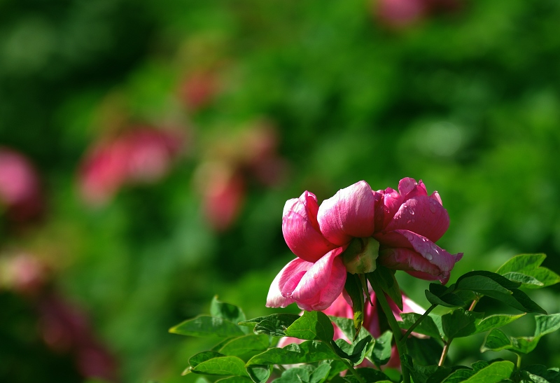 IMGP7546.jpg