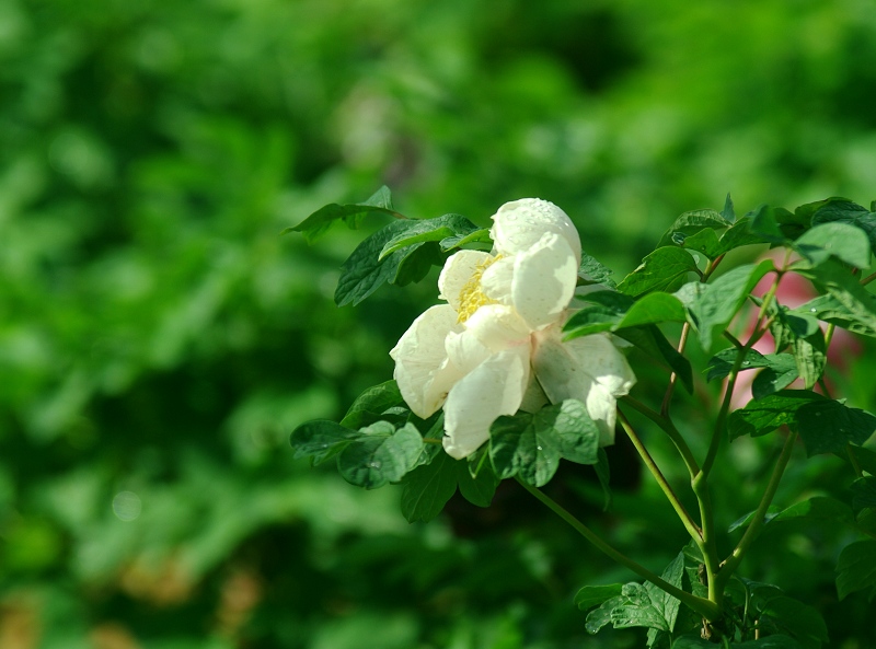 IMGP7533.jpg