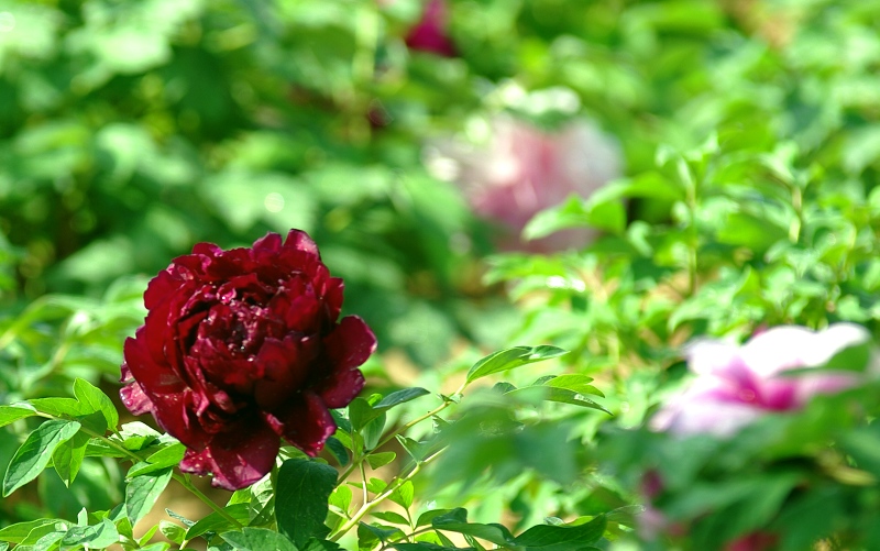 IMGP7528.jpg