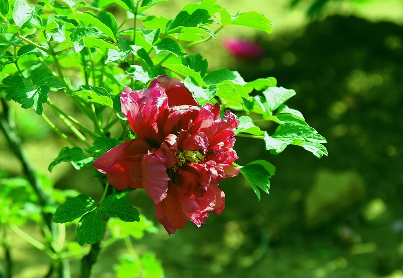 IMGP7582.jpg