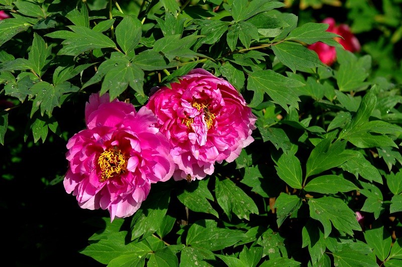IMGP7508.jpg