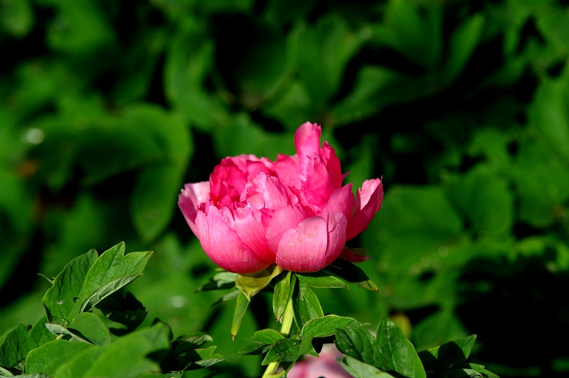 IMGP7507.jpg