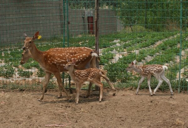 鹿的英文怎么读_百度知道 最佳答案: 梅花鹿的英文单词:sika deer