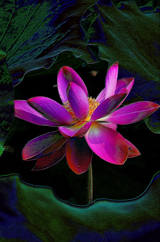 ps油画荷花1.jpg