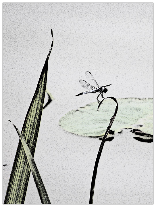 蜻蜓2.jpg