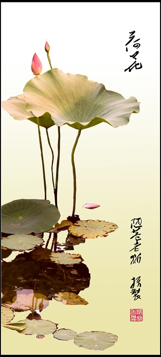 荷花.jpg