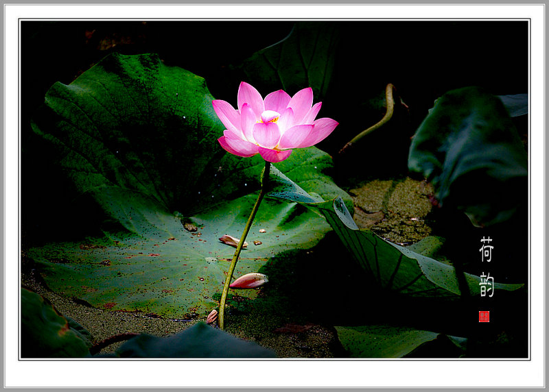 DSC_8731-1.jpg