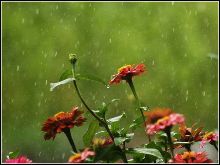 雨中花