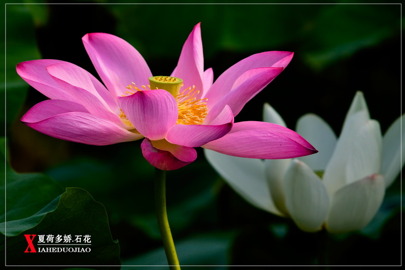 _MG_8972.1._调整大小.jpg