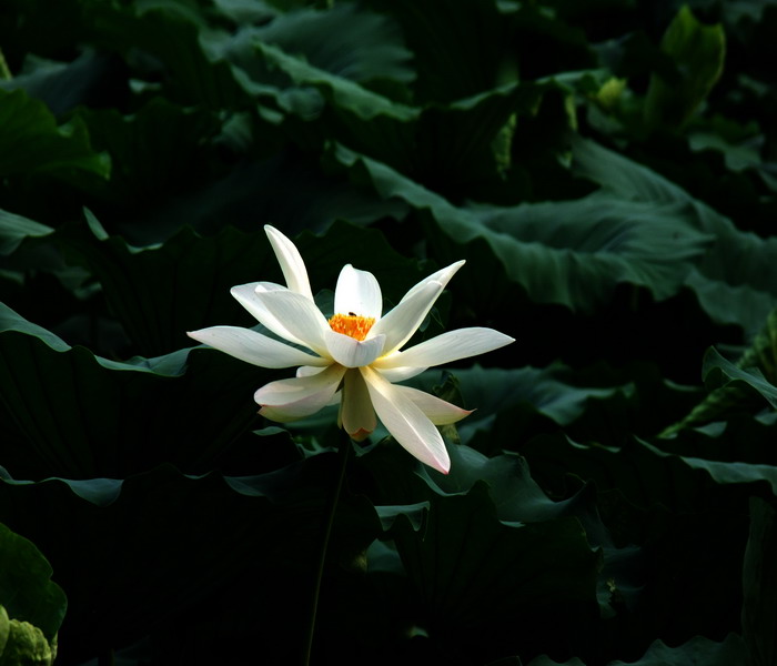 DSCF7280.jpg