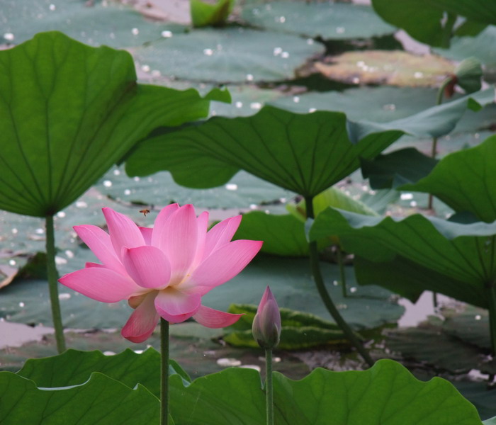 DSCF7075.jpg