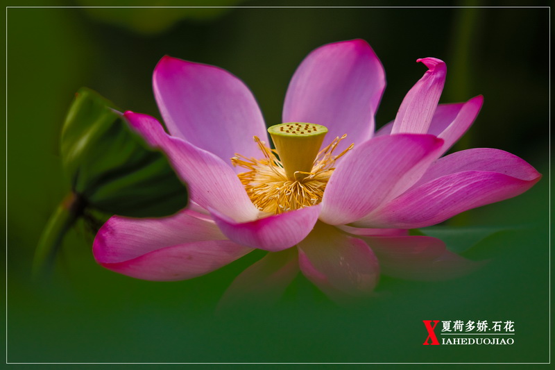 _MG_8949.1_调整大小.jpg