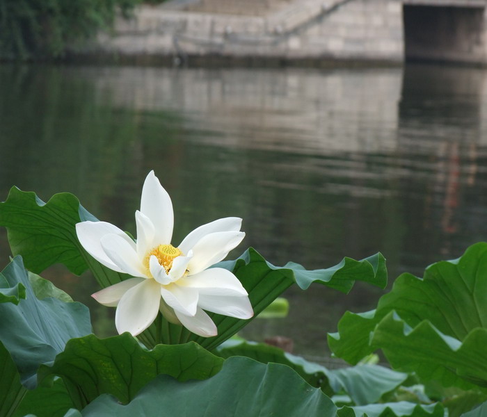 DSCF7197.jpg