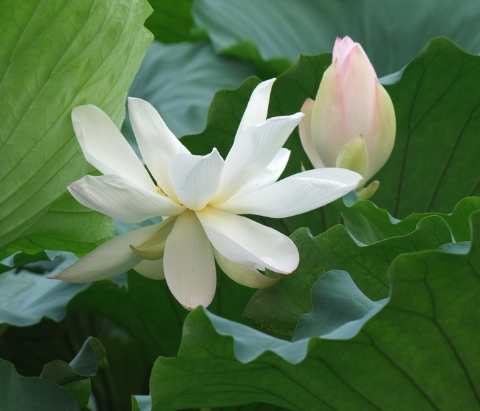 DSCF7193.jpg