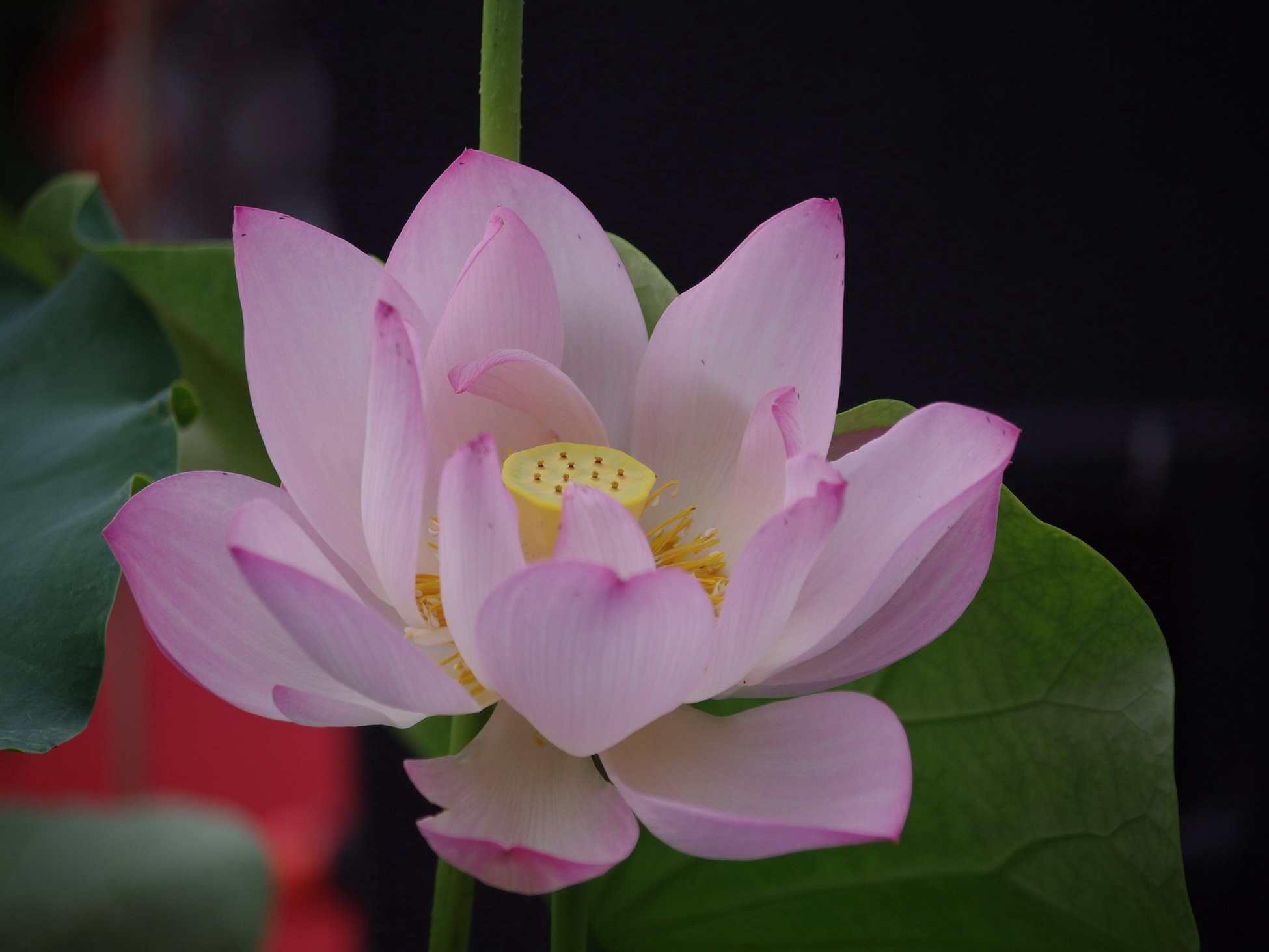 2晶莹剔透.jpg