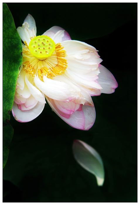 又闻荷花香.JPG