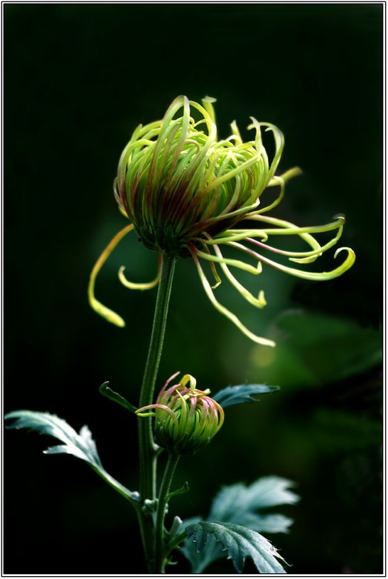 菊花 2420_缩小大小.jpg