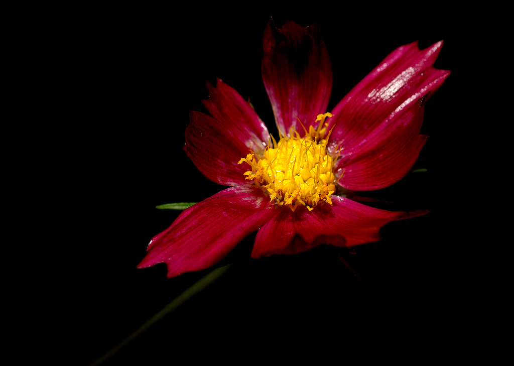 DSC_0086.jpg