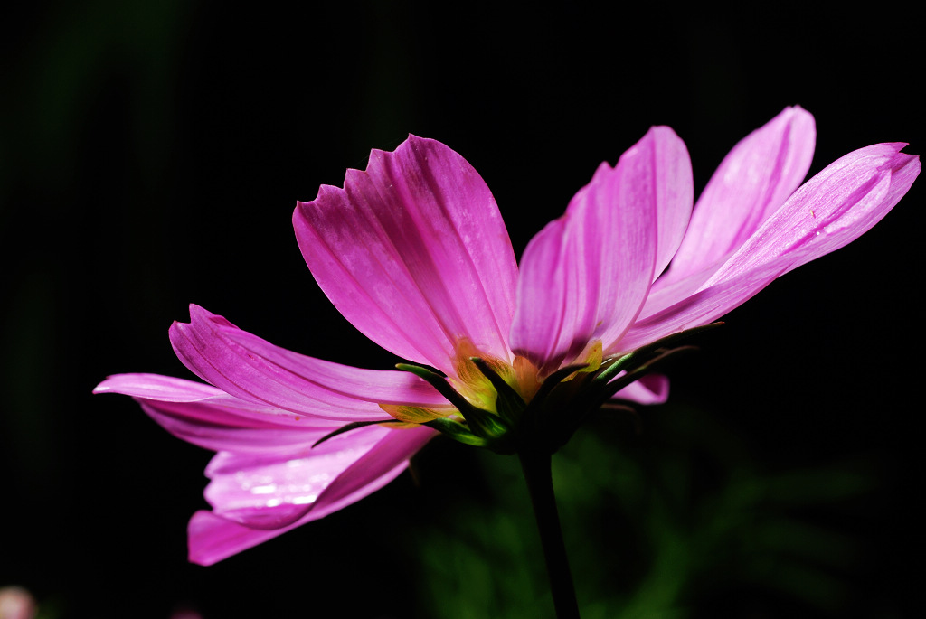 DSC_0077.jpg