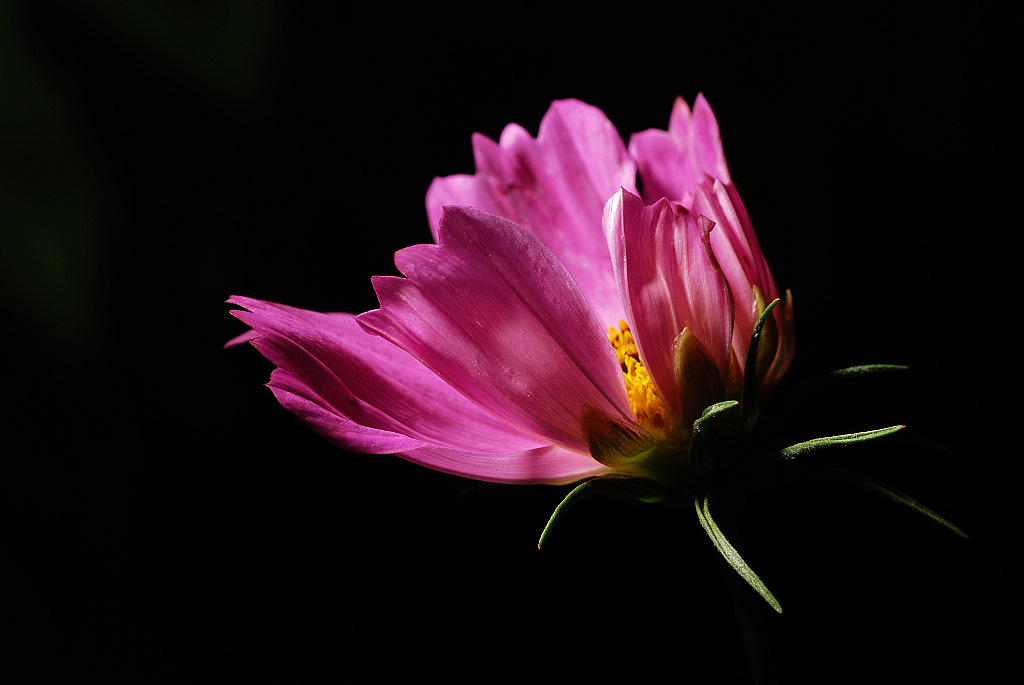 DSC_0080.jpg