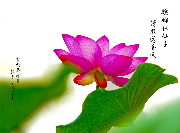 娥娜似仙子清风送香远-1.jpg