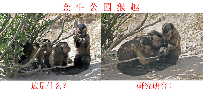26-李之月-猴趣.jpg