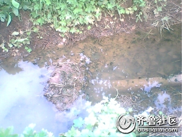 IMG0786A.jpg