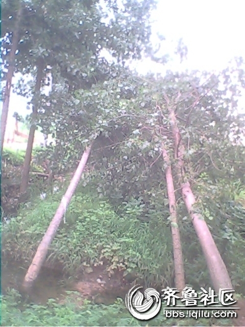 IMG0771A.jpg