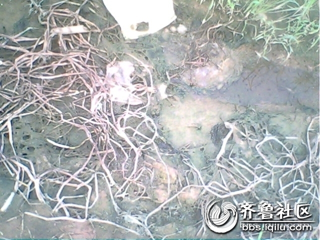 IMG0813A.jpg