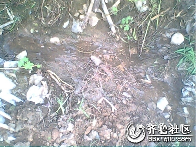 IMG0806A.jpg