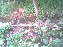 IMG0775A_01.jpg
