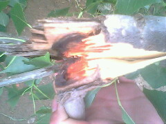IMG0790A_01.jpg