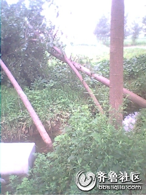 IMG0768A.jpg