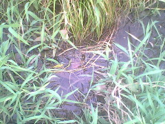 IMG0810A_01.jpg