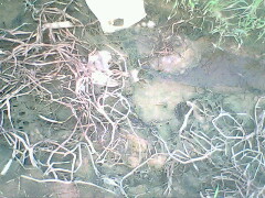 IMG0813A_01.jpg