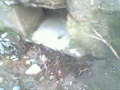 IMG0808A_01.jpg