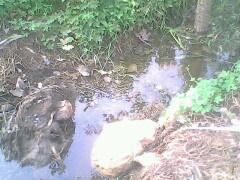 IMG0817A_01.jpg