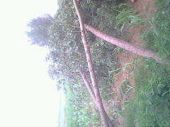 IMG0781A_01.jpg
