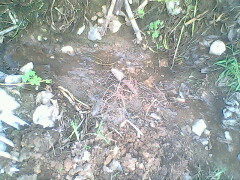 IMG0806A_01.jpg