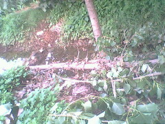 IMG0775A_01.jpg
