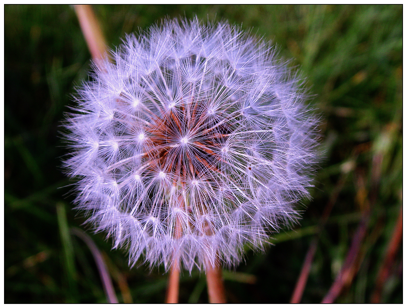 紫色蒲公英唯美图片