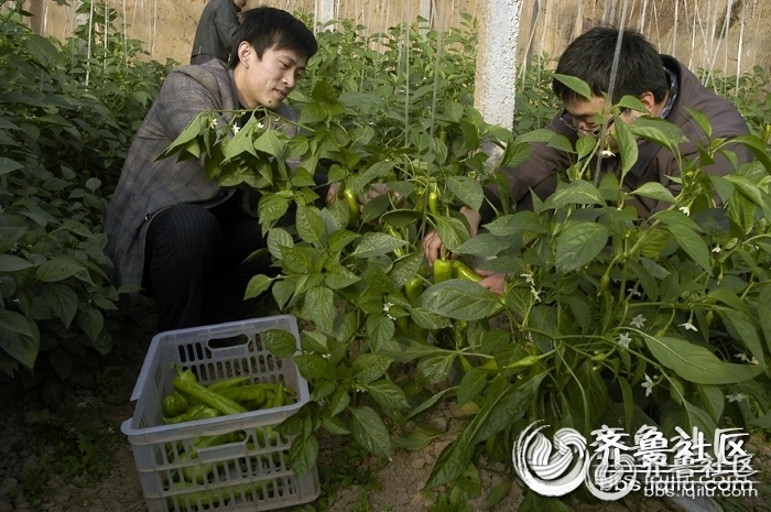 山东冠县:天气晴暖,蔬菜价格回落幅度明显! - 聊