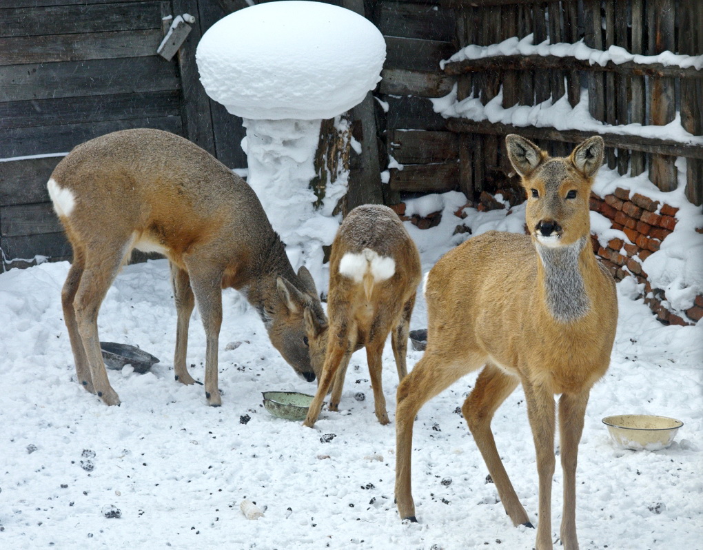 雪乡家养狍子 - 聊城专区 - 齐鲁社区 齐鲁社区