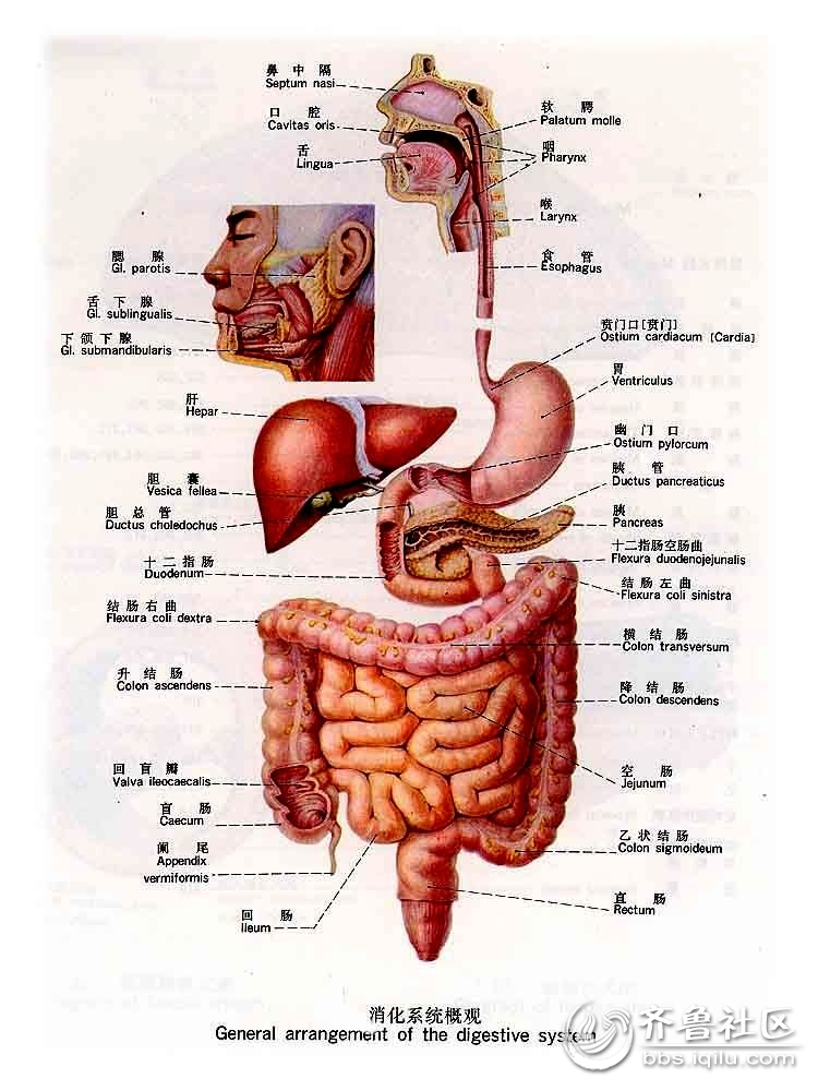 人体消化系统结构详图.jpg
