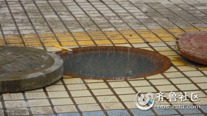 盲道边的无盖井 - 潍坊拍客 - 齐鲁社区 - 山东最